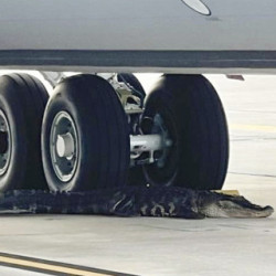 Aligator odpoczywa na pasie startowym w bazie sił powietrznych